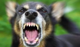 狗咬人视频,街头恶犬咬人事件全程回顾