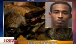 狗咬人视频,街头恶犬咬人事件全程回顾